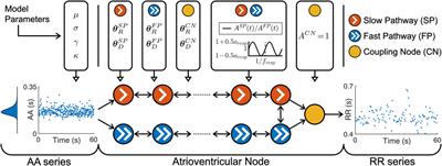 ECG-based estimation of respiration-induced autonomic modulation of AV nodal conduction during atrial fibrillation